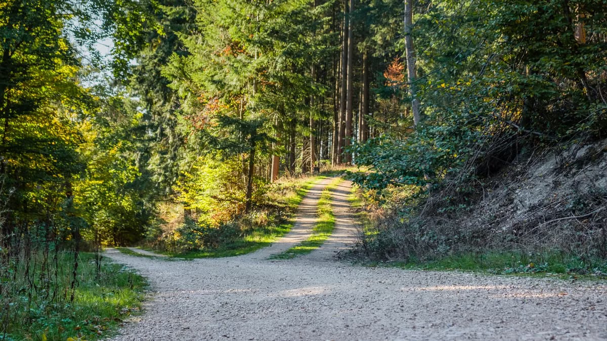 A peaceful forest path winding through sunlit trees, ideal for nature lovers.